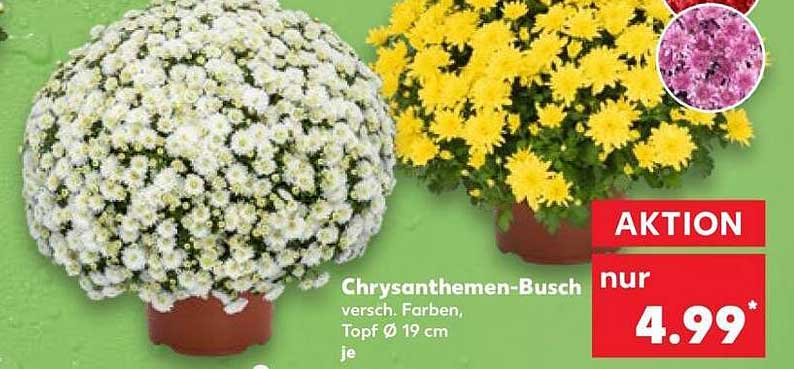 Chrysanthemen-Busch