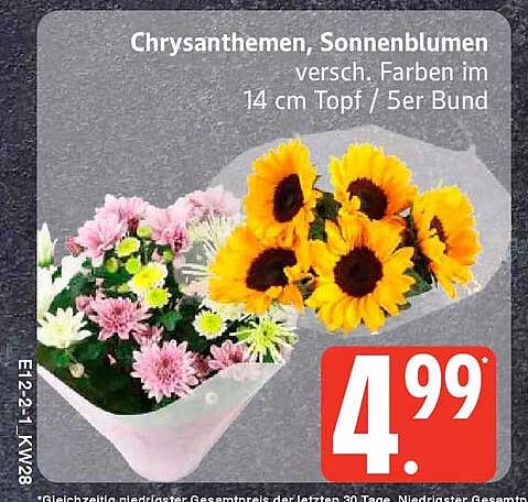 Chrysanthemen, Sonnenblumen versch. Farben im 14 cm Topf / 5er Bund
