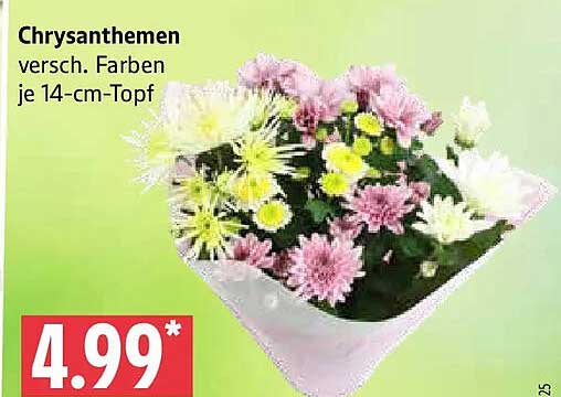 Chrysanthemen versch. Farben je 14-cm-Topf