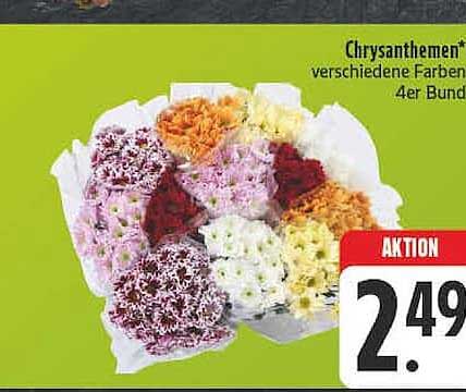 Chrysanthemen verschiedene Farben 4er Bund