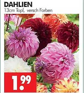 DAHLIEN