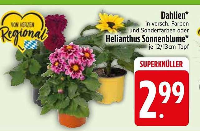 Dahlien* in versch. Farben und Sonderfarben oder Helianthus Sonnenblume* je 12/13cm Topf
