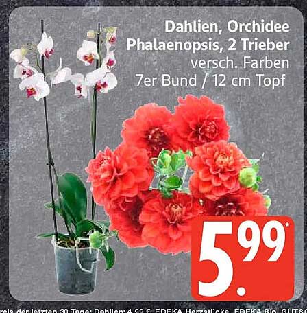 Dahlien, Orchidee Phalaenopsis, 2 Trieber versch. Farben 7er Bund / 12 cm Topf