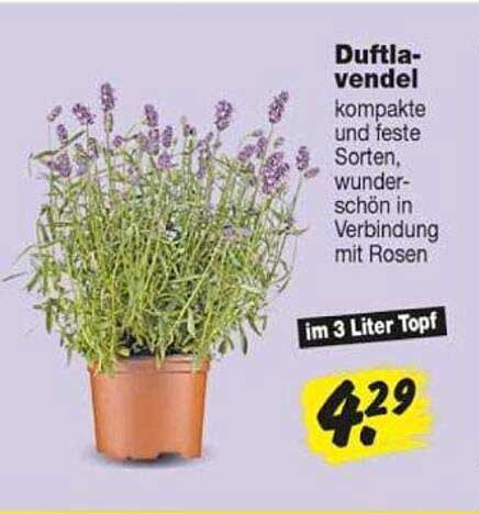 Duftla-vendel