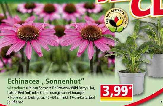 Echinacea „Sonnenhut“
