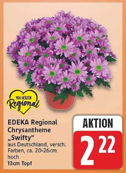 EDEKA Regional Chrysantheme „Swifty“ aus Deutschland, versch. Farben, ca. 20-26cm hoch 13cm Topf