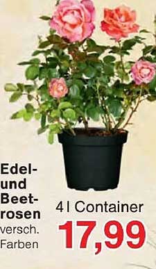 Edel- und Beetrosen