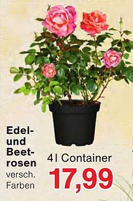 Edel- und Beetrosen versch. Farben 4 l Container
