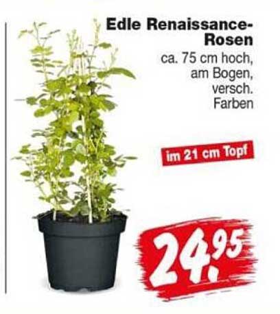 Edle Renaissance-Rosen