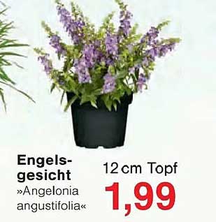 Engels-gesicht »Angelonia angustifolia«