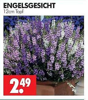 ENGELSGESICHT 12cm Topf
