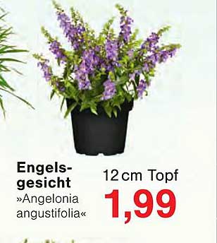 Engelsgesicht »Angelonia angustifolia« 12 cm Topf