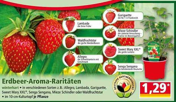 Erdbeer-Aroma-Raritäten