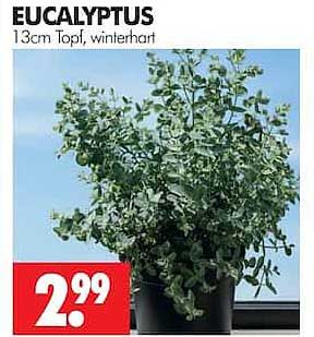EUCALYPTUS