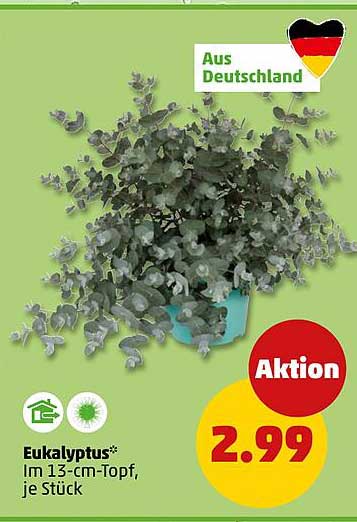 Eukalyptus* Im 13-cm-Topf, je Stück