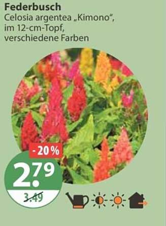 Federbusch Celosia argentea „Kimono“, im 12-cm-Topf, verschiedene Farben