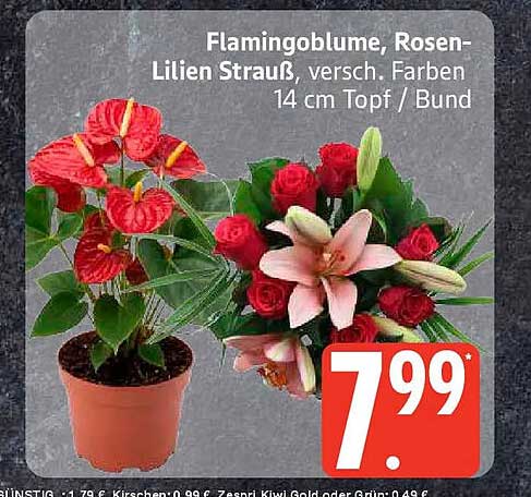 Flamingoblume, Rosen-Lilien Strauß, versch. Farben 14 cm Topf / Bund