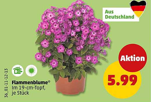 Flammenblume*