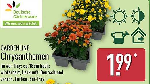 GARDENLINE Chrysanthemen