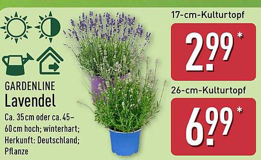 GARDENLINE Lavendel
