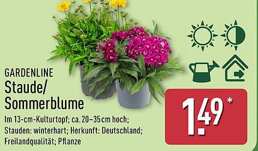 GARDENLINE Staude/Sommerblume