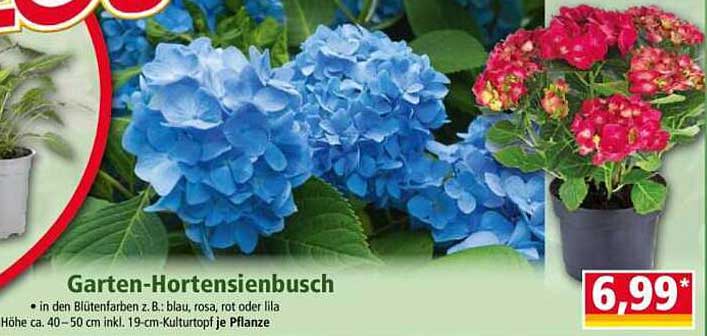 Garten-Hortensienbusch