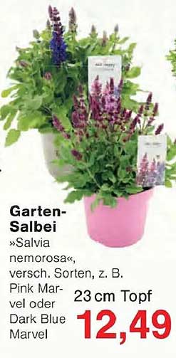 Garten-Salbei