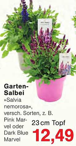 Garten-Salbei »Salvia nemorosa«, versch. Sorten, z. B. Pink Marvel oder Dark Blue Marvel