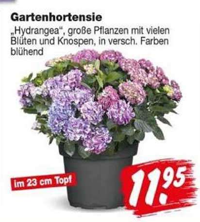 Gartenhortensie „Hydrangea“, große Pflanzen mit vielen Blüten und Knospen, in versch. Farben blühend