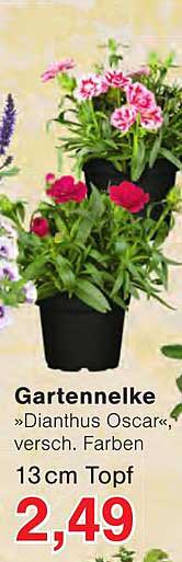 Gartennelke »Dianthus Oscar«, versch. Farben 13 cm Topf