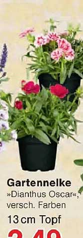 Gartennelke »Dianthus Oscar«, versch. Farben 13 cm Topf