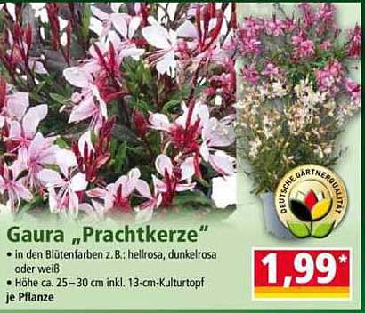 Gaura „Prachtkerze“