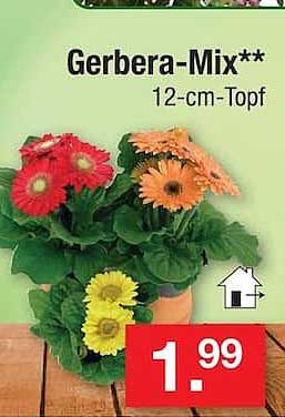 Gerbera-Mix** 12-cm-Topf