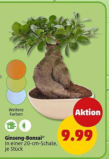 Ginseng-Bonsai*