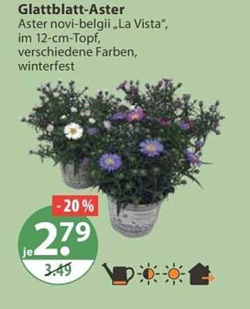 Glattblatt-Aster Aster novi-belgii „La Vista“, im 12-cm-Topf, verschiedene Farben, winterfest