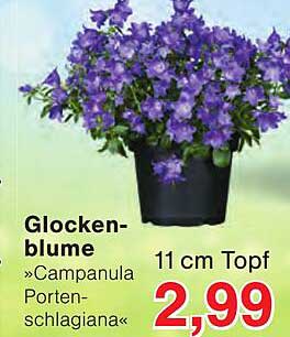 Glocken-blume »Campanula Portenschlagiana« 11 cm Topf