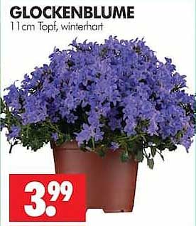 GLOCKENBLUME 11 cm Topf, winterhart