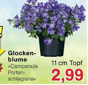 Glockenblume »Campanula Portenschlagiana«