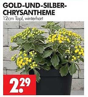 GOLD-UND-SILBER-CHRYSANTHEME