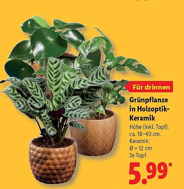 Grünpflanze in Holzoptik-Keramik