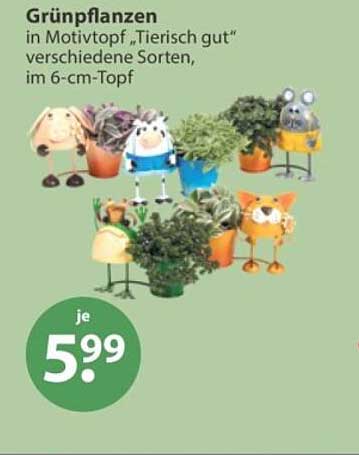 Grünpflanzen in Motivtopf „Tierisch gut“ verschiedene Sorten, im 6-cm-Topf
