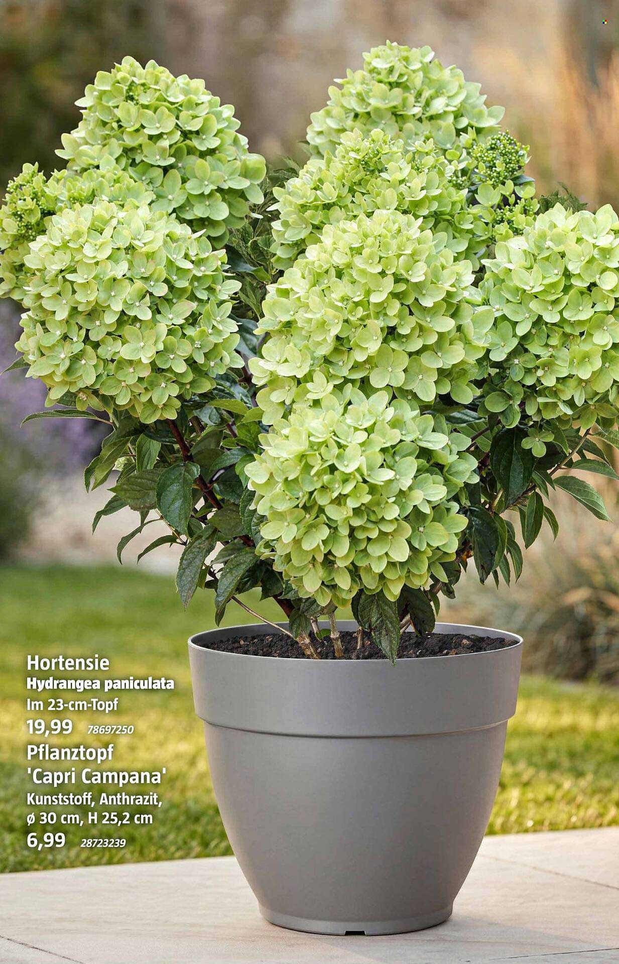 Hortensie Hydrangea paniculata im 23-cm-Topf