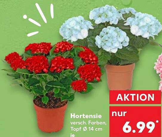 Hortensie versch. Farben, Topf Ø 14 cm