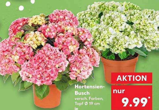 Hortensien-Busch versch. Farben, Topf Ø 19 cm je