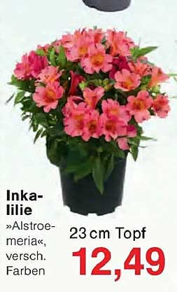 Inka-lilie »Alstroemeria« versch. Farben 23 cm Topf
