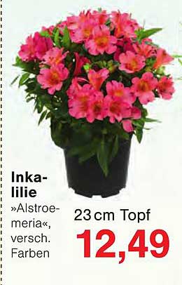 Inka-lilie »Alstroemeria«, versch. Farben