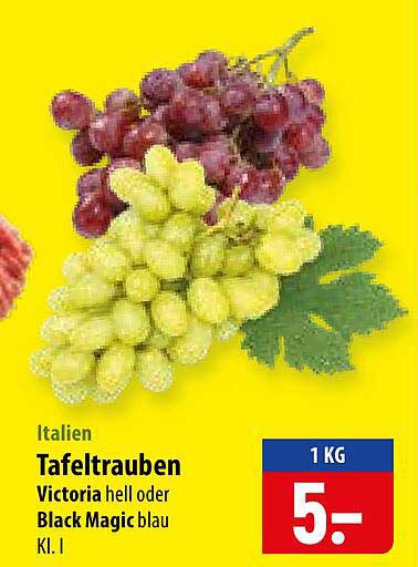 Italien Tafeltrauben Victoria hell oder Black Magic blau Kl. I