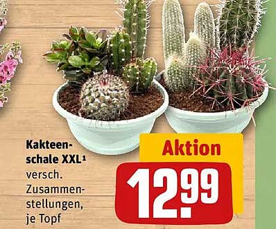 Kakteen-schale XXL¹