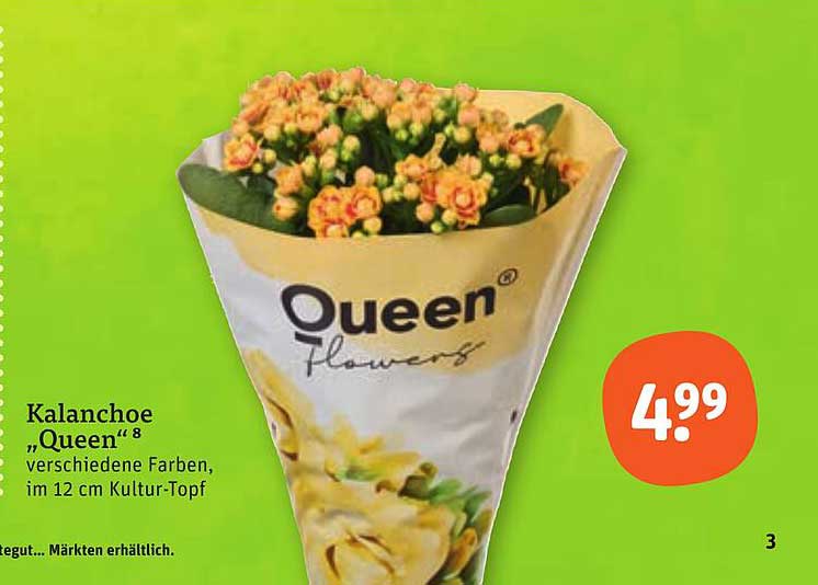Kalanchoe „Queen“¹⁸ verschiedene Farben, im 12 cm Kultur-Topf