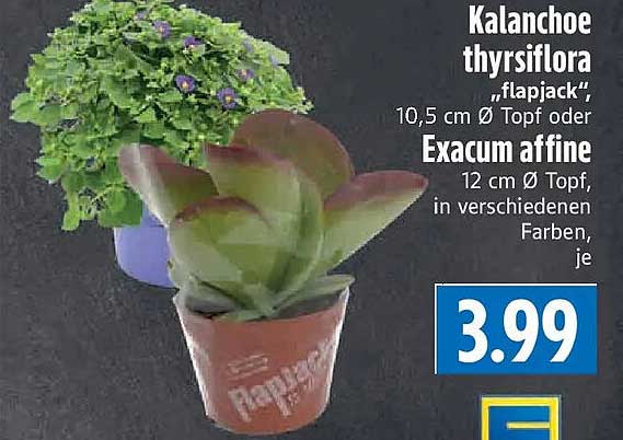 Kalanchoe thyrsiflora „flapjack“, 10,5 cm Ø Topf oder Exacum affine, 12 cm Ø Topf, in verschiedenen Farben, je
